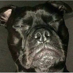 Meet your Posher, Sam